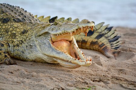 Safari fauna animal world photo