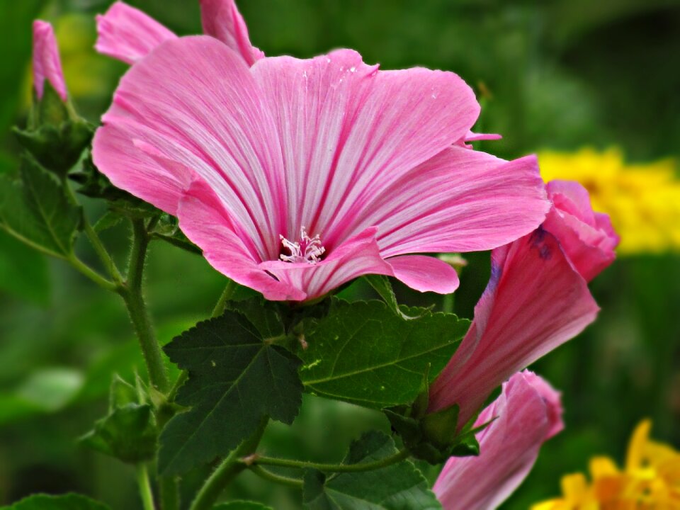 Garden plant flowering
