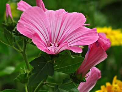 Garden plant flowering
