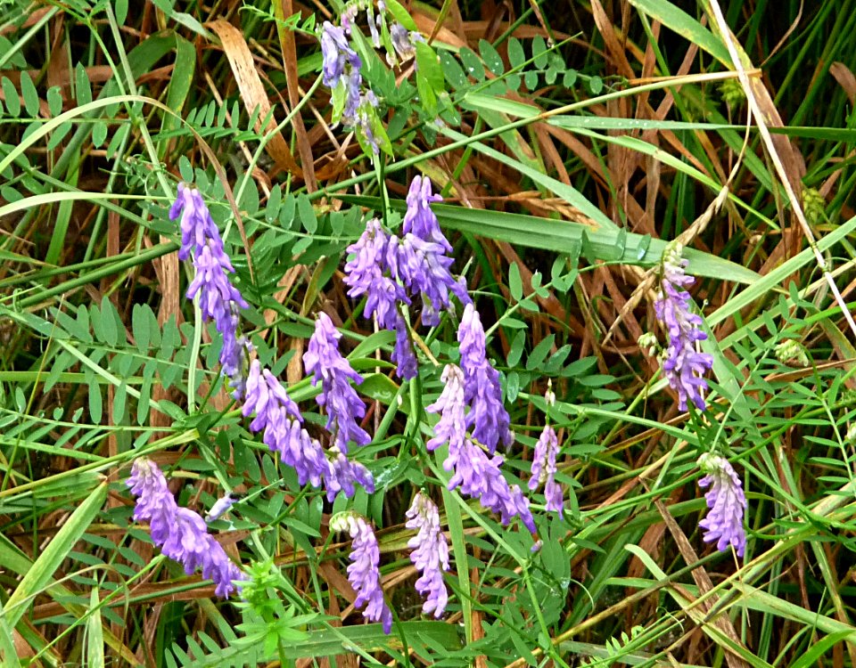 Vicia cracca - Vogel-Wicke Kohlbruck