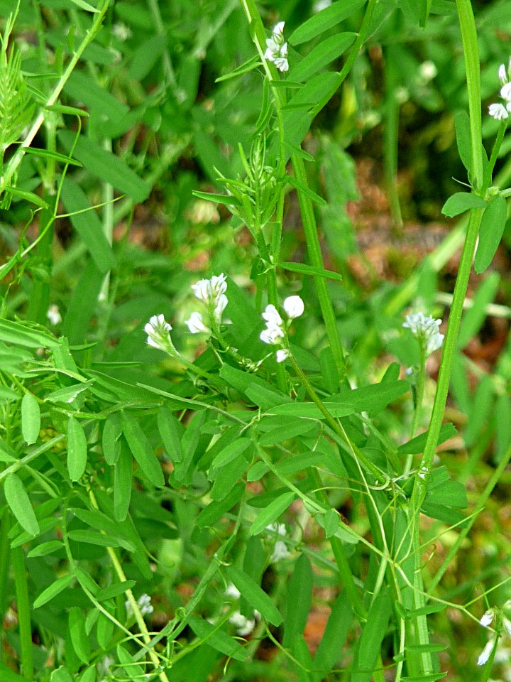 Vicia hirsuta - Behaarte Wicke Passau