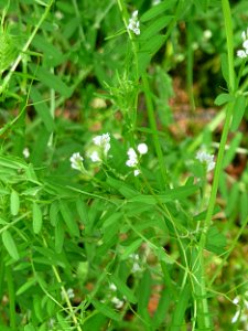 Vicia hirsuta - Behaarte Wicke Passau