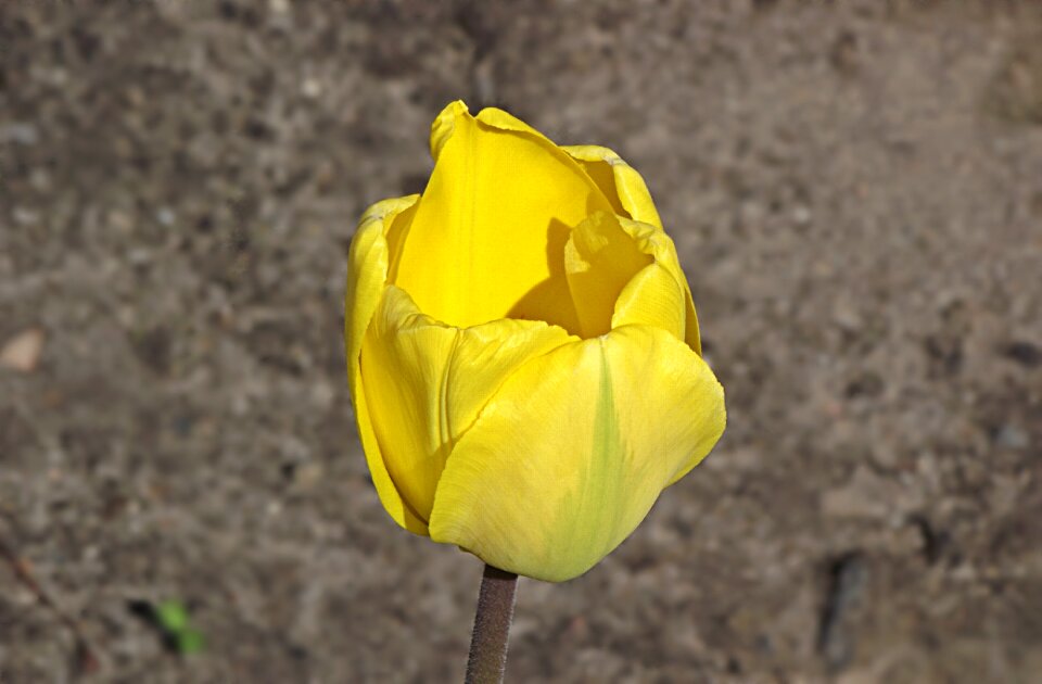 Yellow plant spring