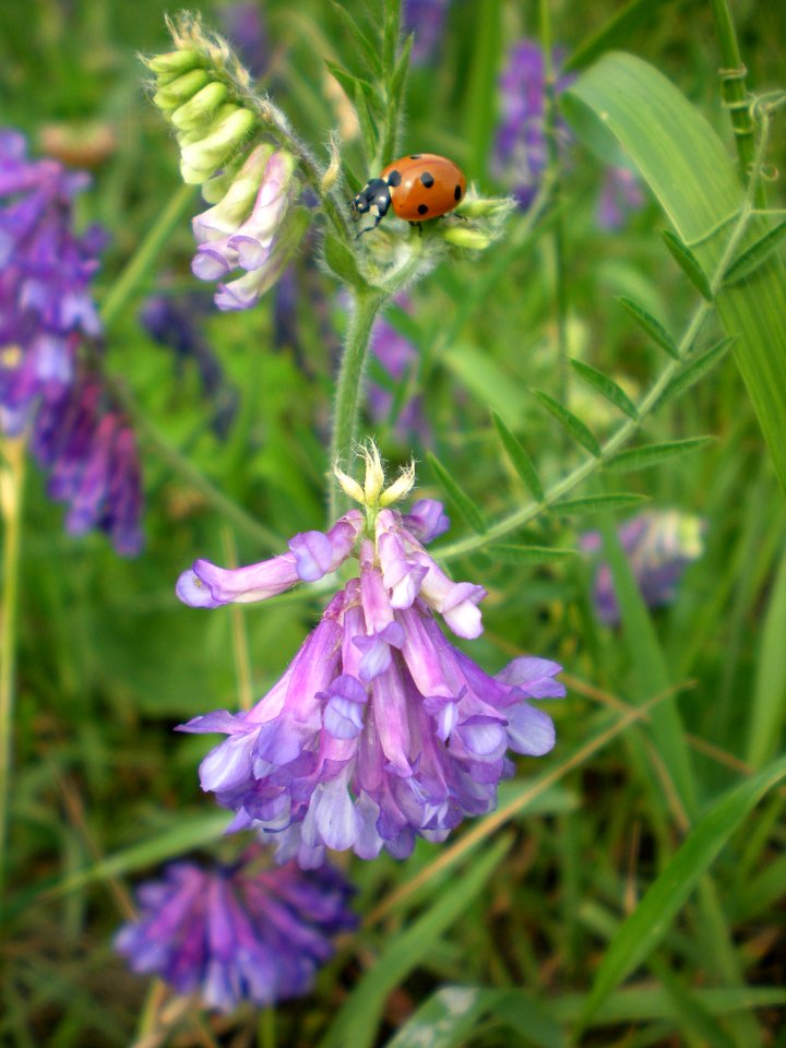 Vicia cracca, Lake Keuka, 2010-06-28