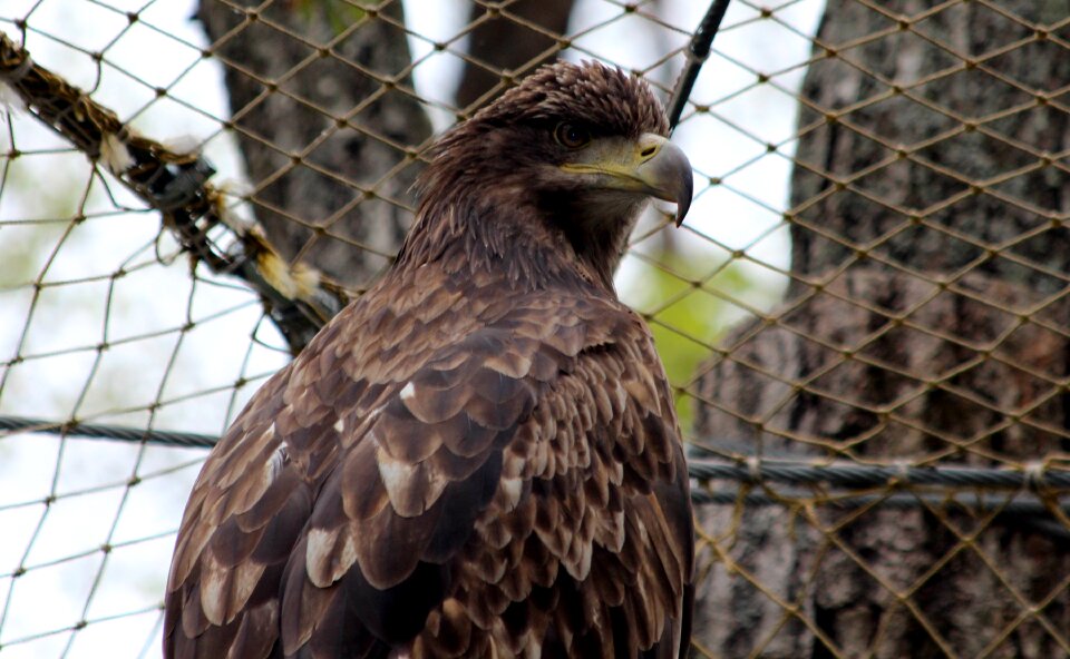 Bird living nature eagle
