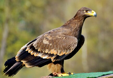 Bird bill coat of arms of bird photo