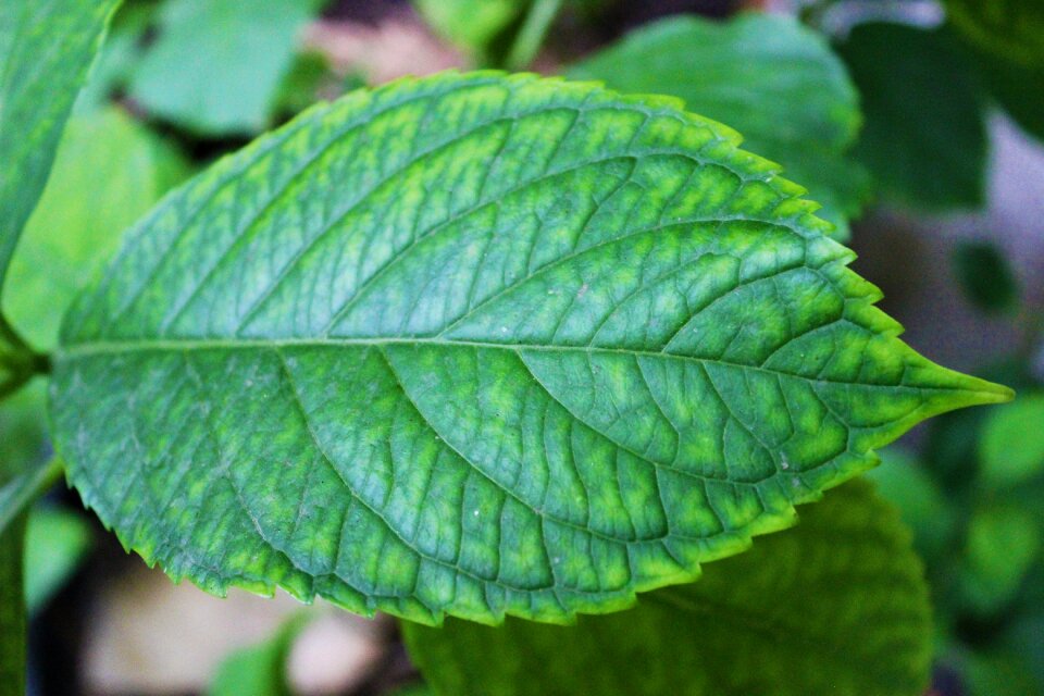Green leaves istanbul