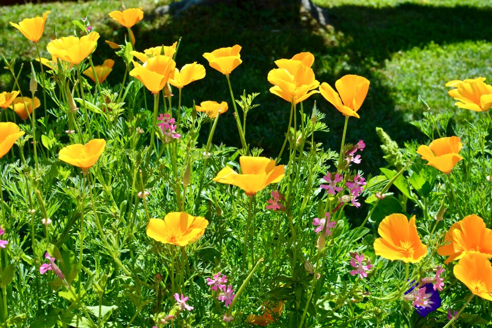 Prato nature plants