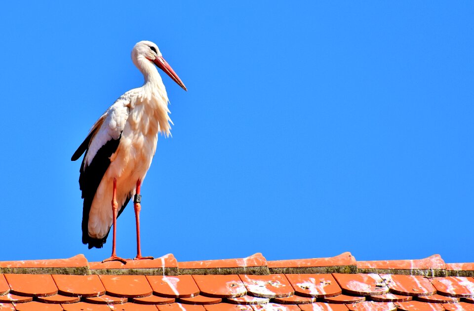 Plumage nature animal world
