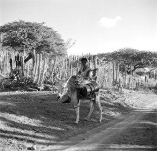 Vrouw en kind op ezel met watertonnen op Bonaire, Bestanddeelnr 252-8370