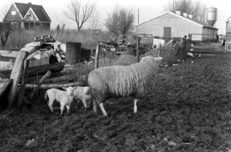 Vroeggeboren lammetjes al buiten, Bestanddeelnr 927-7320