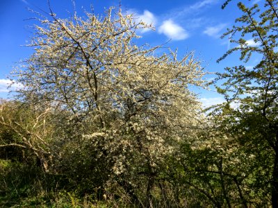 Vroeg voorjaarsaspect van het Pruno-Crataegetum photo