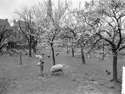 Vroege bloesem in Zuid-Limburg Bij Berg en Terblijt, Bestanddeelnr 908-4424