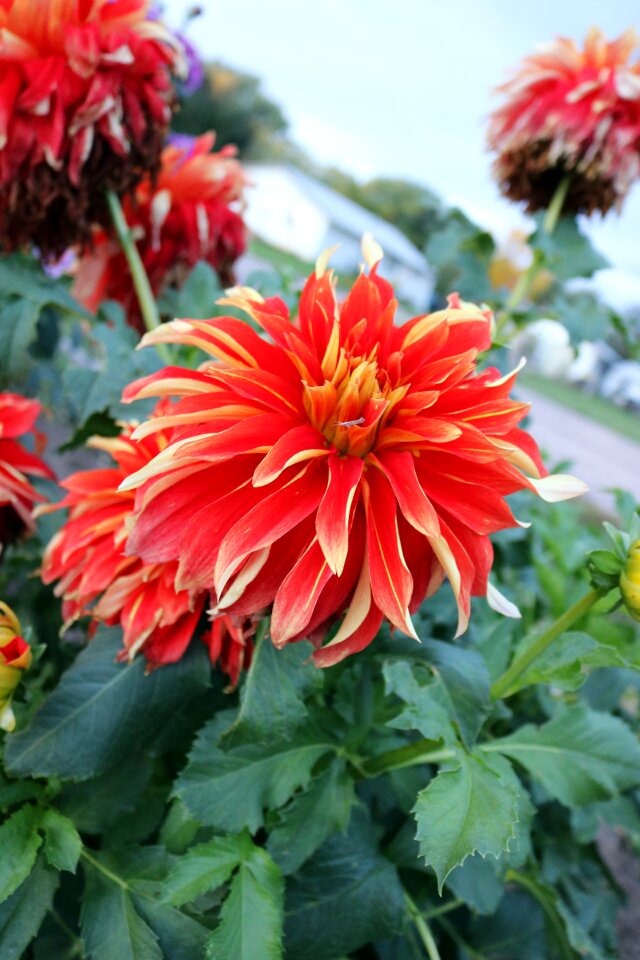 Yellow flower orange floral