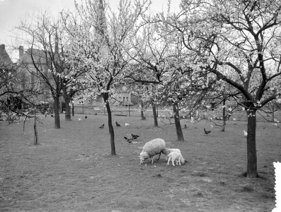 Vroege bloesem in Zuid-Limburg Bij Berg en Terblijt, Bestanddeelnr 908-4425