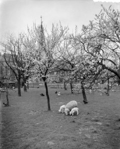 Vroege bloesem in Zuid-Limburg Bij Berg en Terblijt, Bestanddeelnr 908-4428