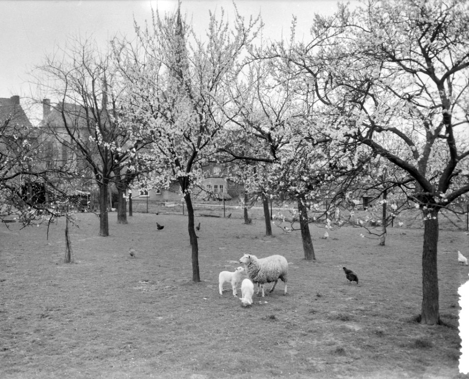 Vroege bloesem in Zuid-Limburg. Bij Berg en Terblijt, Bestanddeelnr 908-4427