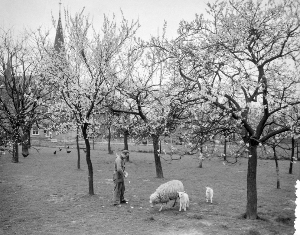 Vroege bloesem in Zuid-Limburg Bij Berg en Terblijt, Bestanddeelnr 908-4426