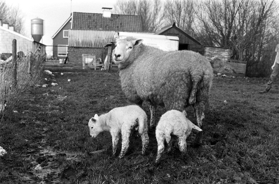 Vroeggeboren lammetjes al buiten, Bestanddeelnr 927-7318