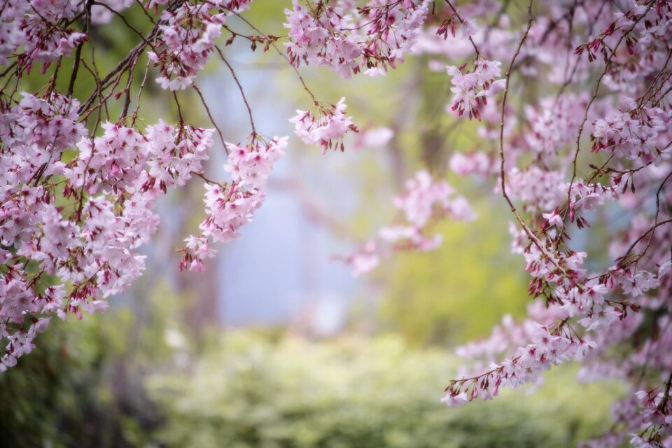 Garden flower cherry tree