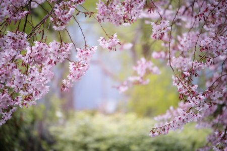 Garden flower cherry tree