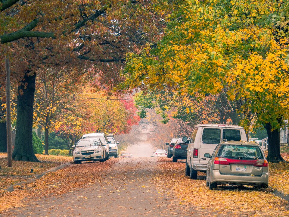 Vehicles dried leaves