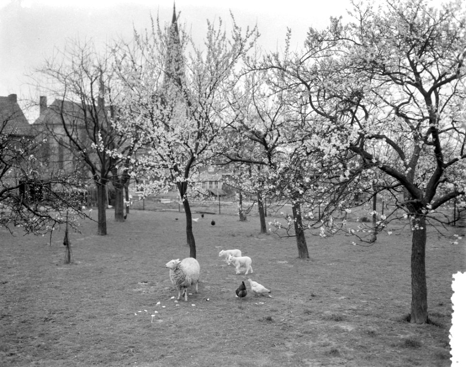 Vroege bloesem in Zuid-Limburg Bij Berg en Terblijt, Bestanddeelnr 908-4423