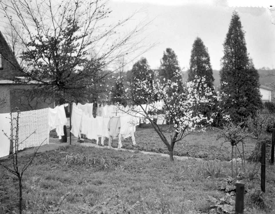 Vroege bloesem in Zuid-Limburg Bij Berg en Terblijt, Bestanddeelnr 908-4422