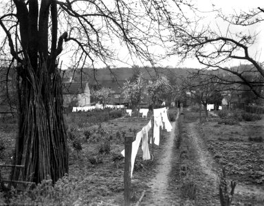 Vroege bloesem in Zuid-Limburg Bij Berg en Terblijt, Bestanddeelnr 908-4421