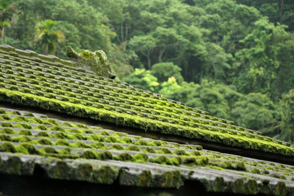 Natural forest mystery