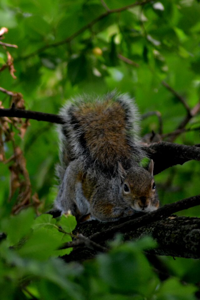 Squirrel nature tree