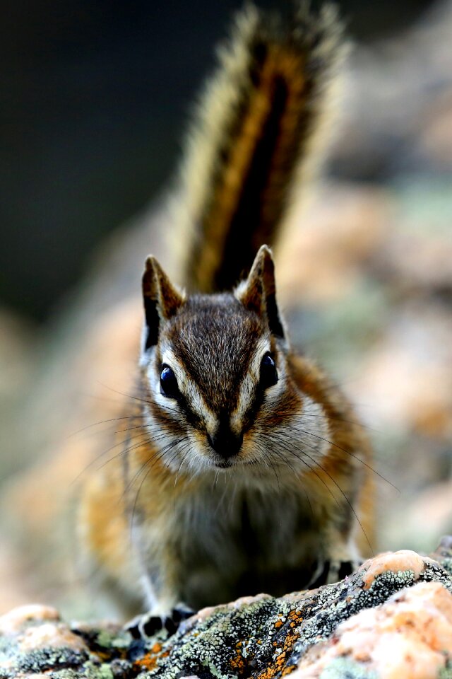 Squirrel outdoors rodent