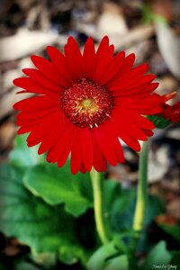 Gerbera floral nature photo