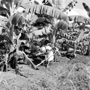 Vrouw aan het werk op een bananenplantage in Guadeloupe, Bestanddeelnr 252-4181