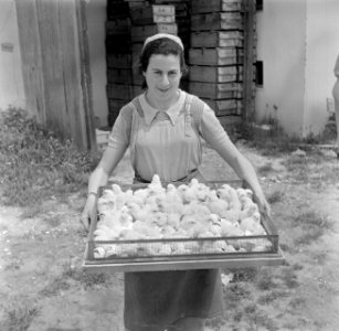Vrouw toont een bak met kuikentjes, Bestanddeelnr 255-0155
