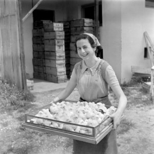 Vrouw toont een bak met kuikentjes, Bestanddeelnr 255-0156