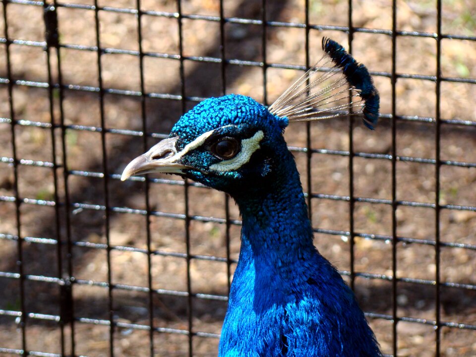 Nature animal animals
