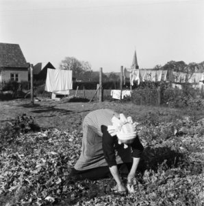 Vrouw tuiniert in moestuin, Bestanddeelnr 901-0054