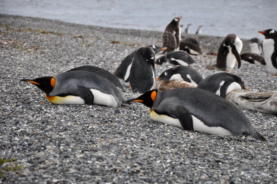 Penguin colony beach