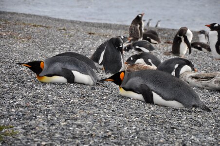Penguin colony beach