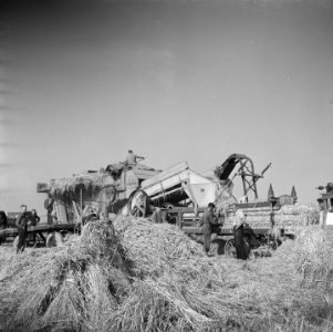 Vrijwilligers helpen de boeren in de Noordoostpolder, Bestanddeelnr 900-5650