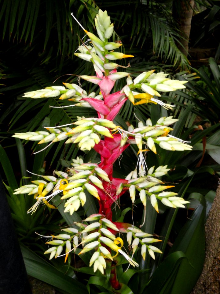 Vriesea regina - Palmengarten Frankfurt - DSC01709