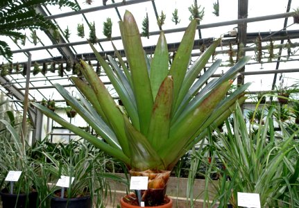 Vriesea imperialis (Alcantarea imperialis) - Botanischer Garten - Heidelberg, Germany - DSC01224
