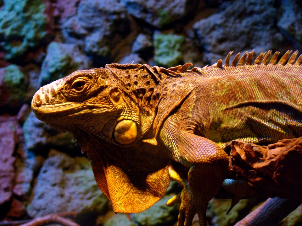 Animal terrariums zoo