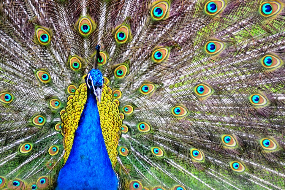 Peacock colors birds