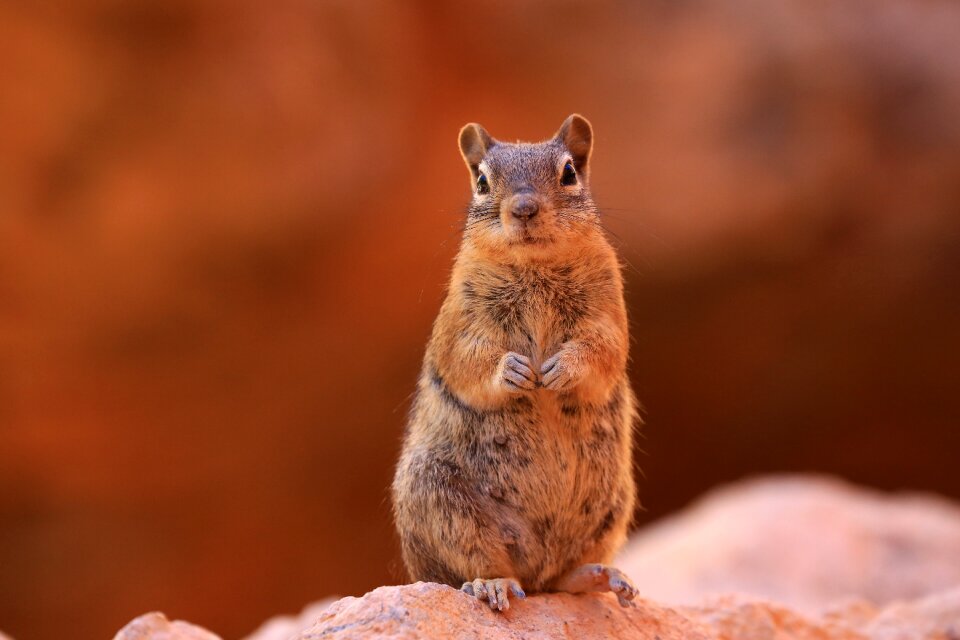 Squirrel outdoors rodent