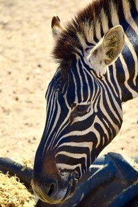 Wildlife animal wild