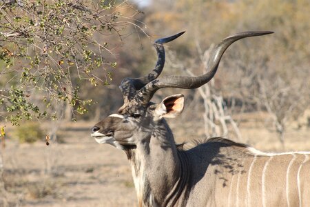 Kudu animal horns