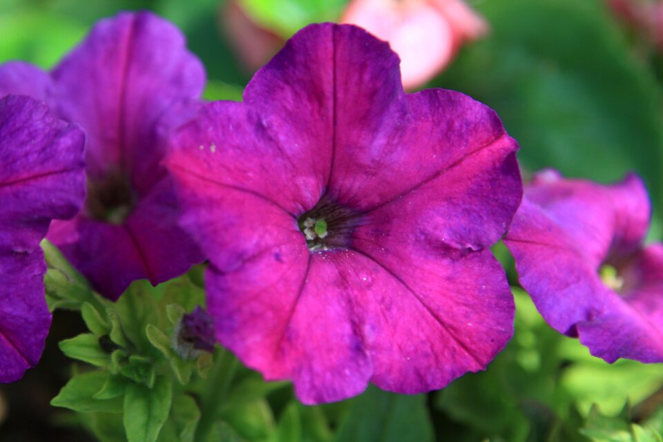 Flower plant morning glory