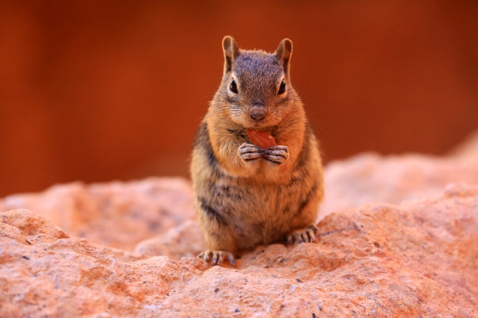 Squirrel outdoors rodent photo